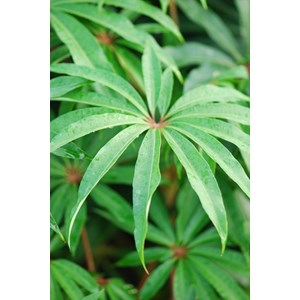 Schefflera 'taiwaniana' taille du pot - en pot de 5 litres