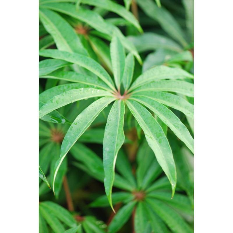 Schefflera 'taiwaniana' taille du pot - en pot de 5 litres