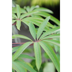 Schefflera 'taiwaniana' taille du pot -