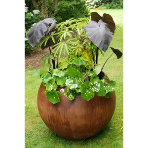 Schefflera 'taiwaniana' taille du pot -