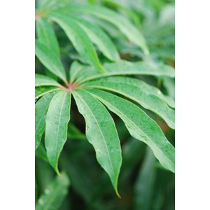 Schefflera 'taiwaniana' taille du pot -