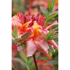 Azalée de chine 'jolie madame ' taille du pot - en pot de 4 litres