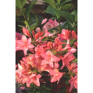 Azalée de chine 'jolie madame ' taille