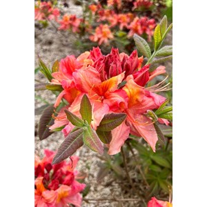 Azalée de chine 'jolie madame ' taille