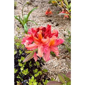 Azalée de chine 'jolie madame ' taille