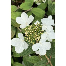 Viorne de chine 'watanabe' taille du pot