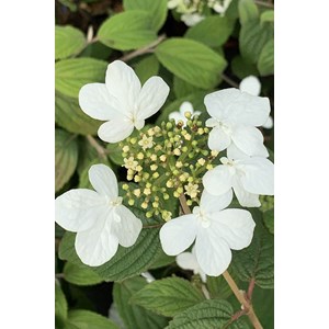 Viorne de chine 'watanabe' taille du pot - en pot de 3 litres