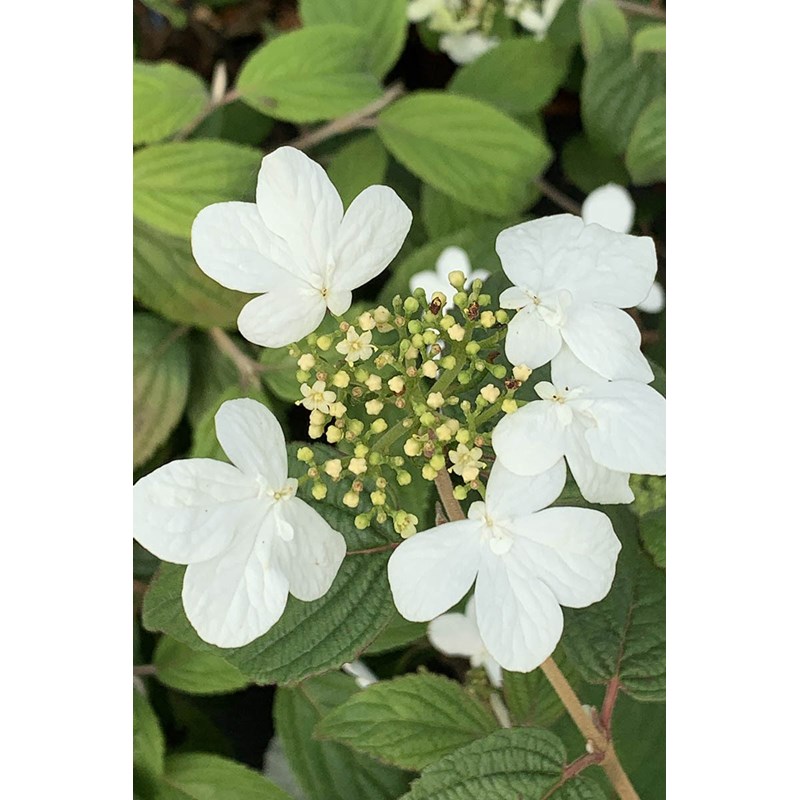 Viorne de chine 'watanabe' taille du pot