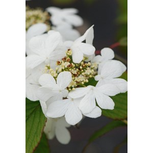 Viorne de chine 'watanabe' taille du pot