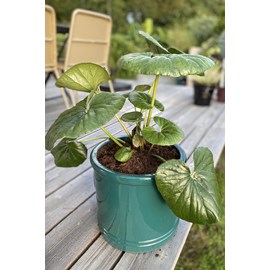 Farfugium 'gigantea' taille du pot - en pot de 3 litres