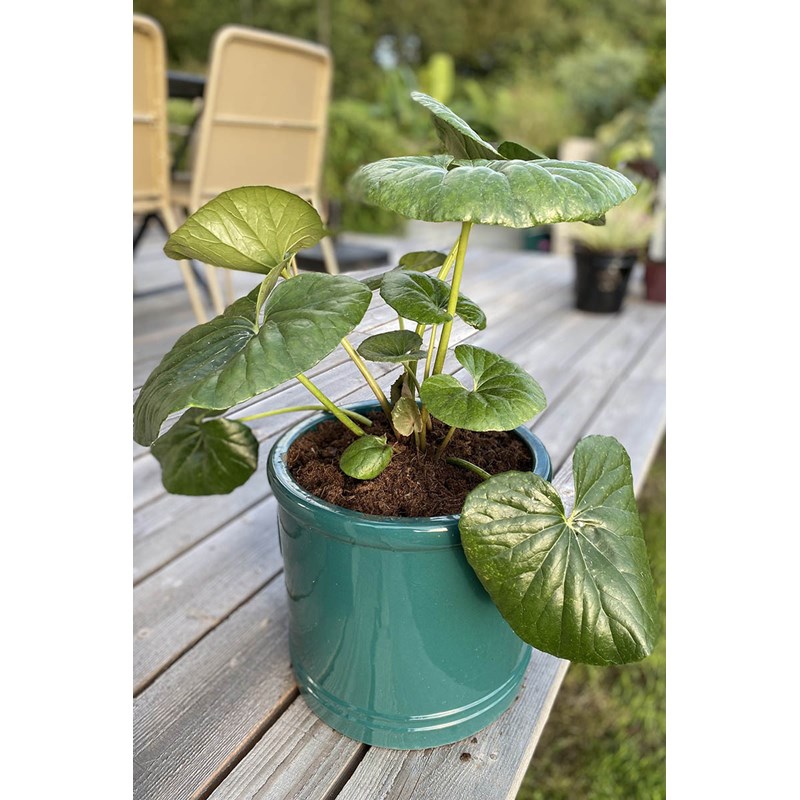 Roué Pépinières - Farfugium 'gigantea' taille du pot - en pot de 3 litres