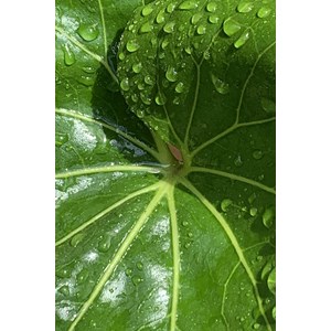 Farfugium 'gigantea' taille du pot - en pot de 3 litres