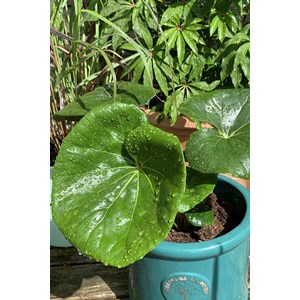 Farfugium 'gigantea' taille du pot - en pot de 3 litres