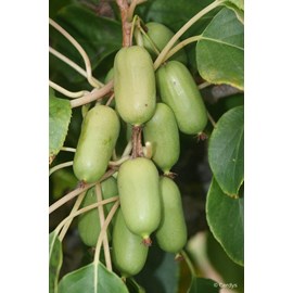 Kiwaî 'super jumbo' femelle taille du p