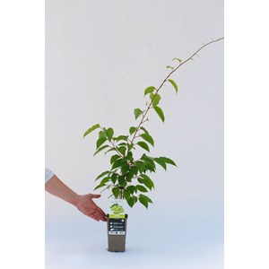 Kiwaî 'super jumbo' femelle taille du p