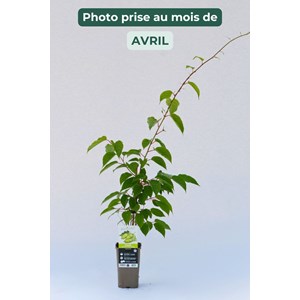 Kiwaî 'super jumbo' femelle taille du p