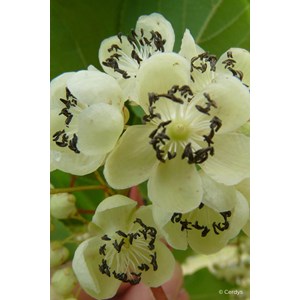 Kiwaï 'prince jumbo' mâle taille du pot - en pot de 1,5 litres