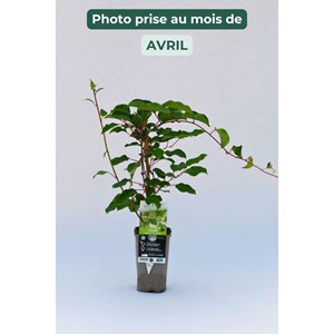 Kiwaï 'prince jumbo' mâle taille du po