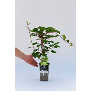 Kiwaï 'prince jumbo' mâle taille du po