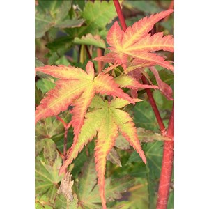 Erable du japon sango kaku taille du pot