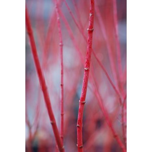 Erable du japon sango kaku taille du pot