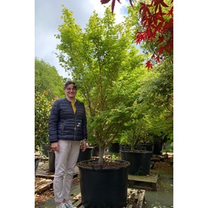 Erable 'sango kaku' (grande taille) tail