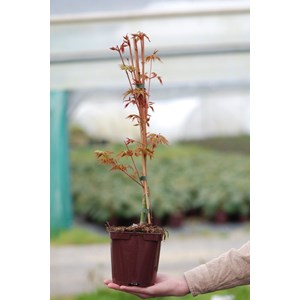 Erable 'sango kaku' (grande taille) taille du pot - en conteneur (hauteur à la