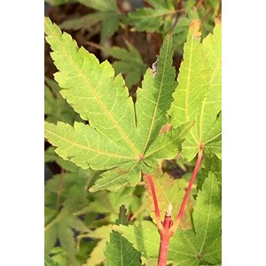 Erable 'sango kaku' (grande taille) tail