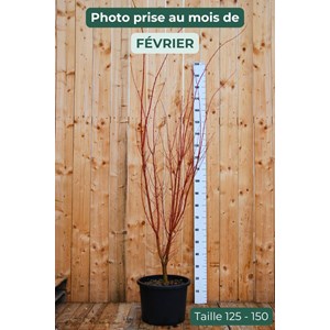 Erable 'sango kaku' (grande taille) taille du pot - en conteneur (hauteur à la