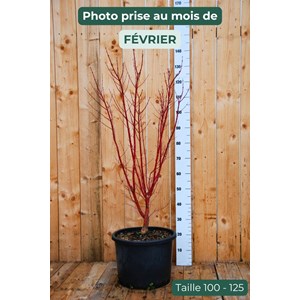 Erable 'sango kaku' (grande taille) taille du pot - en conteneur (hauteur à la