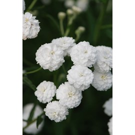 Achillée 'peter cottontail' taille du p