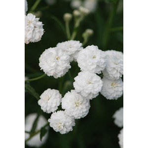 Achillée 'peter cottontail' taille du p