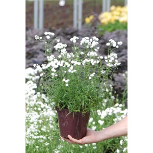 Achillée 'peter cottontail' taille du p