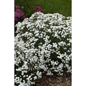 Achillée 'peter cottontail' taille du p