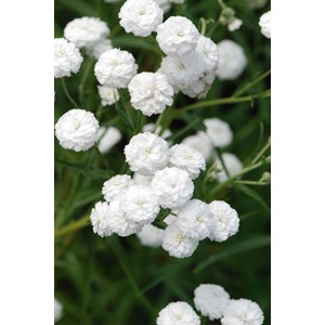 Achillée 'peter cottontail' taille du p