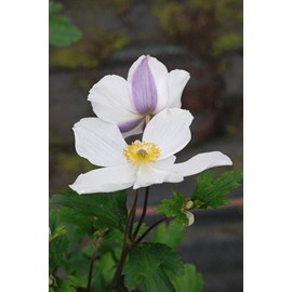 Anémone du japon 'wild swan' taille du