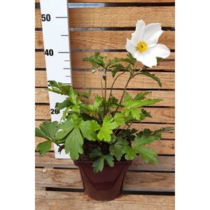 Anémone du japon 'wild swan' taille du