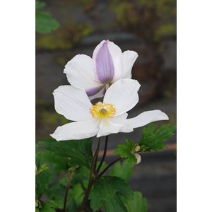 Anémone du japon 'wild swan' taille du