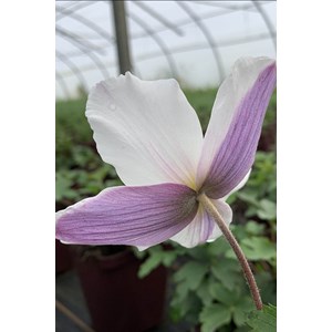 Anémone du japon 'wild swan' taille du