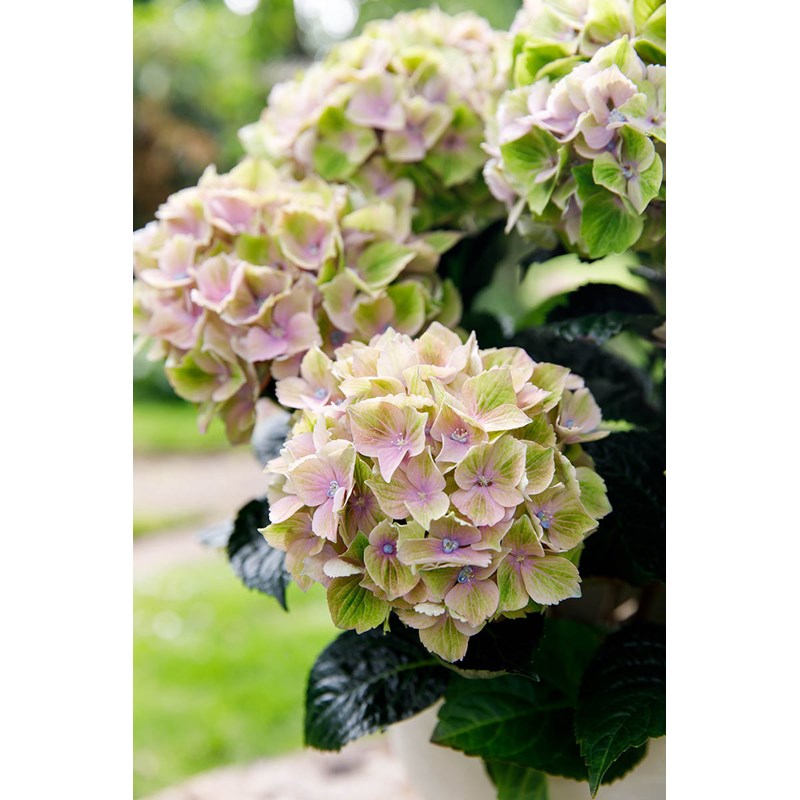 Roué Pépinières - Hortensia macrophylla rembrandt ? 'bella pesche' taille du pot - en pot de 5 lit