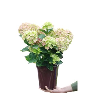Hortensia macrophylla rembrandt ? 'bella