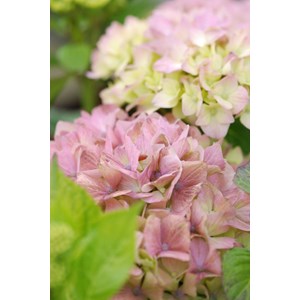 Hortensia macrophylla rembrandt ? 'bella