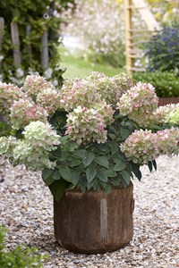 Hortensia paniculata 'pinklight ?' taille du pot - en pot de 5 litres