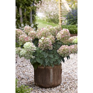 Hortensia paniculata 'pinklight ?' taill