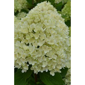 Hortensia paniculata 'pinklight ?' taill