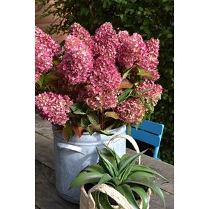 Hortensia paniculata 'redlight ?' taille