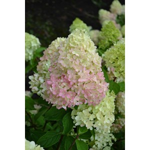 Hortensia paniculata 'redlight ?' taille