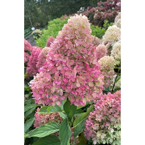 Hortensia paniculata 'redlight ?' taille