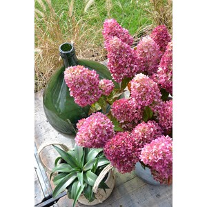 Hortensia paniculata 'redlight ?' taille