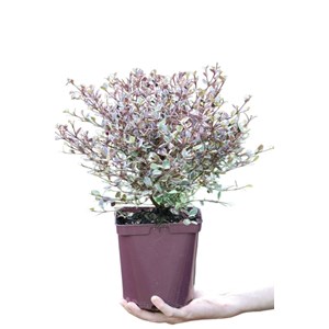 Lophomyrtus ralphii 'magic dragon' taill